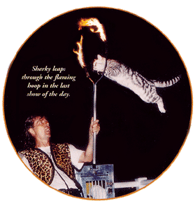 Sharky Jumps through Hoop of Fire